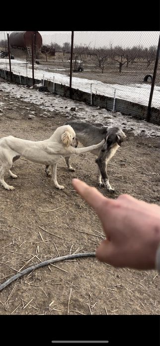 Тазылар сатылады