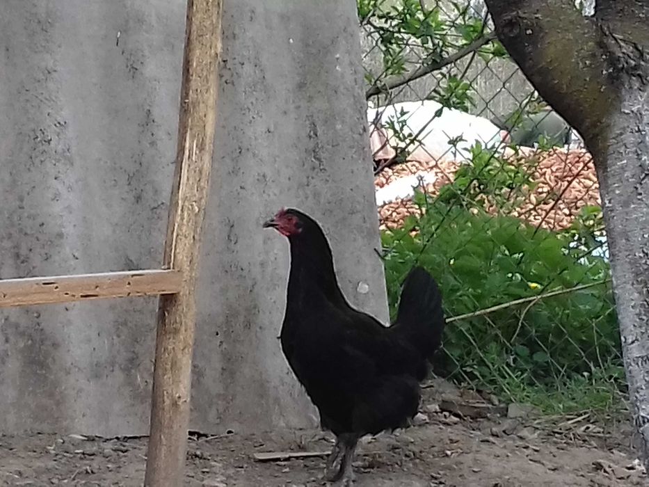 Vand o găină puicuta marans negru-arămiu
