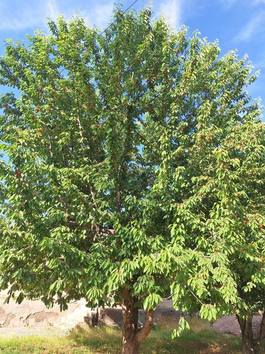 Тезлик билан 6 хонали 15 сотик участка сотилади