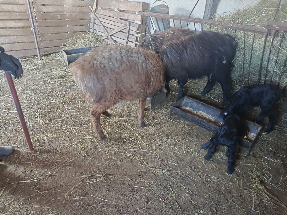 Продам кошкарчиков производителей