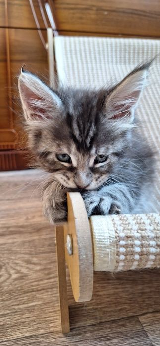 Котята  мейн-кун