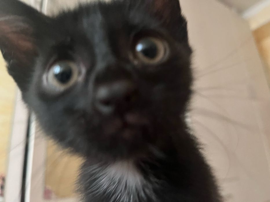 котенок в добрые руки! мальчик 2 месяца