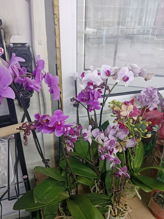 Комнатные растения