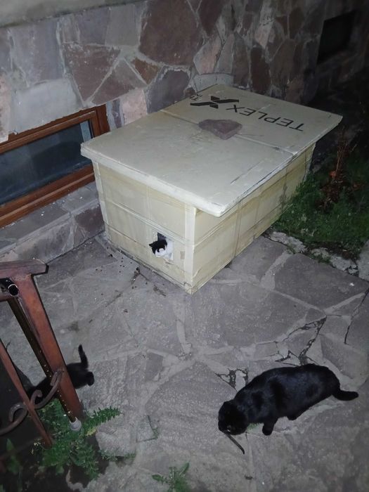 Котята бесплатно