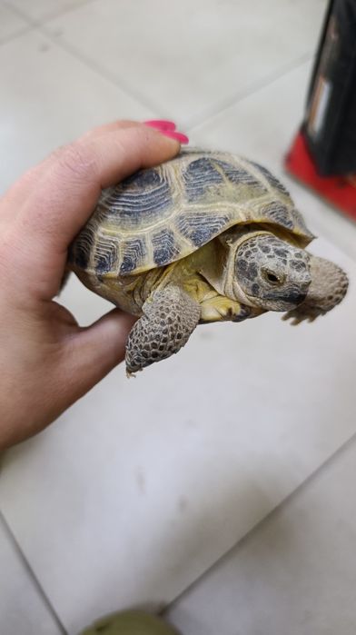 Продам сухопутных черепах