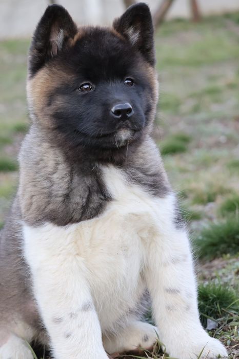 Femela akita american