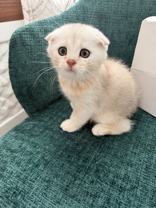 Котята шиншиллы вислоухие по акции