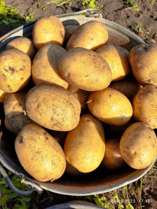 Картофель  домашний.