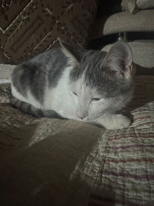 Отдам котят мальчики, девочки в добрые руки