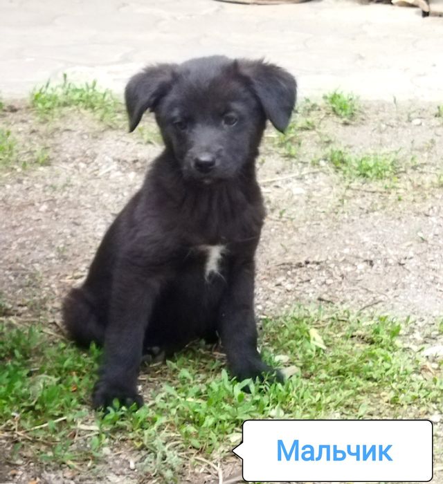 3 девочки и 1 мальчик