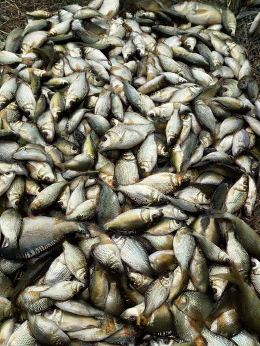 Puiet crap vara a 1 a 10 000 bucăți