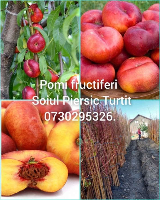 Vând Pomii Fructiferi COLUMNARI Anul 3 de vegetație Certificați