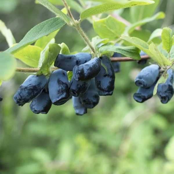 Afin Siberian soiul Zoika