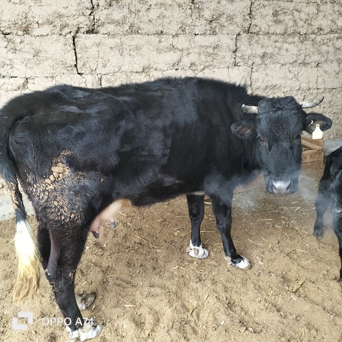 Сауын сиыр бузауымен