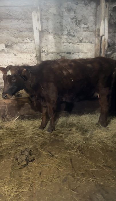 Тёлки 5 голов 1 телёнок стельные