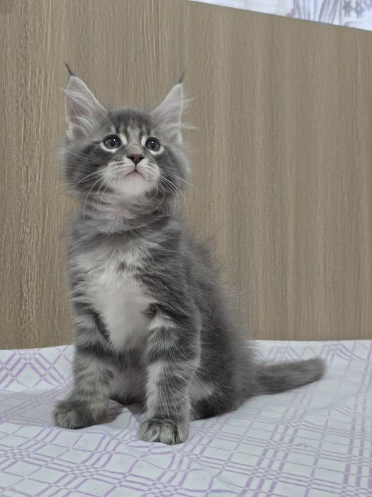 Мейн-кун мальчик