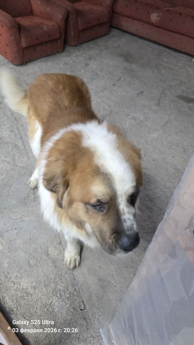 Московская сторожевая