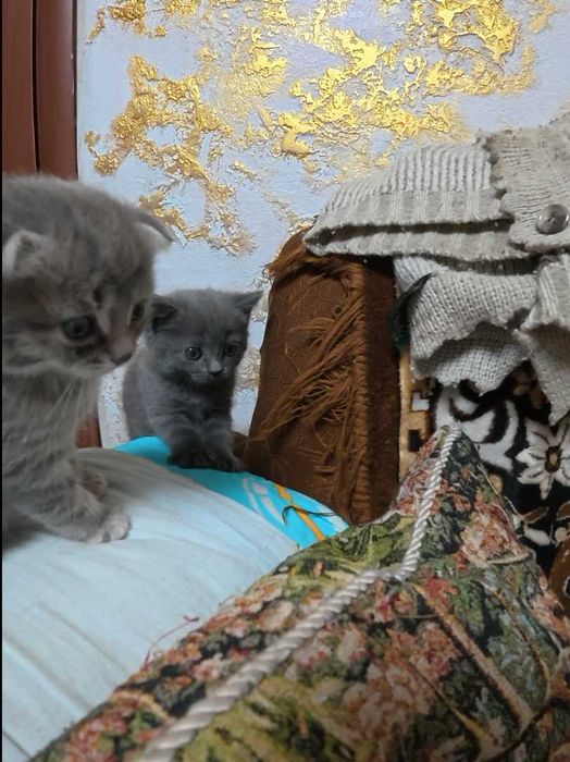 Продаются Шотландские котята