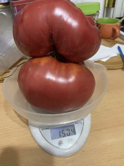 Продам Семена  крупноплодных помидор