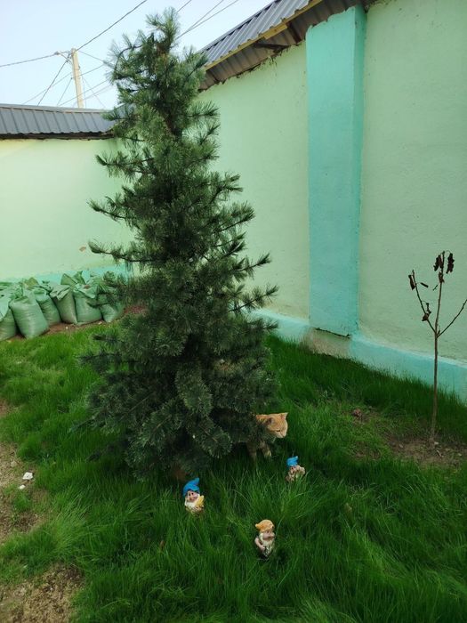 Продается ёлка советская пушистая в идеальном состоянии