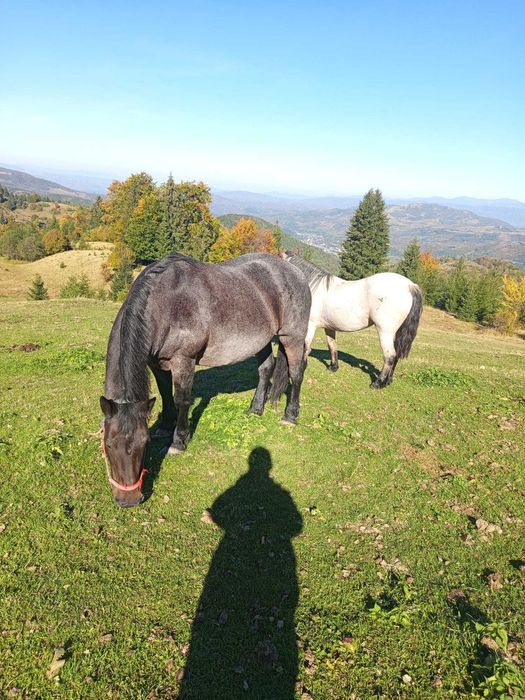 Iapă de vânzarea