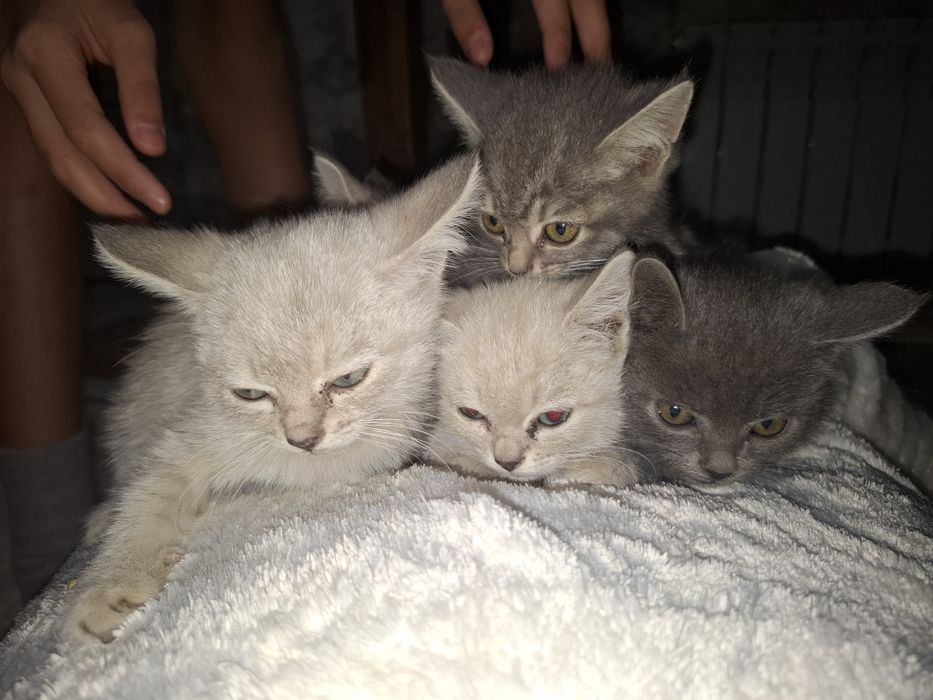 Котята. Все девочки.