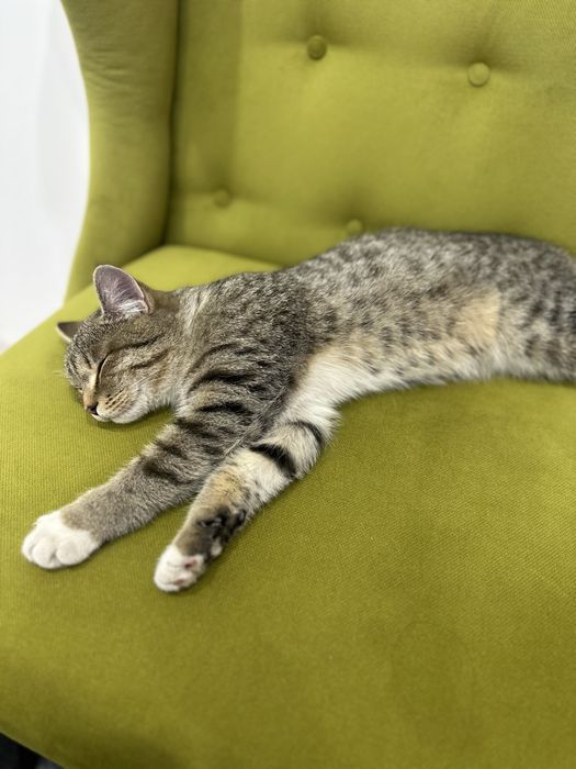 Котик молодой ласковый