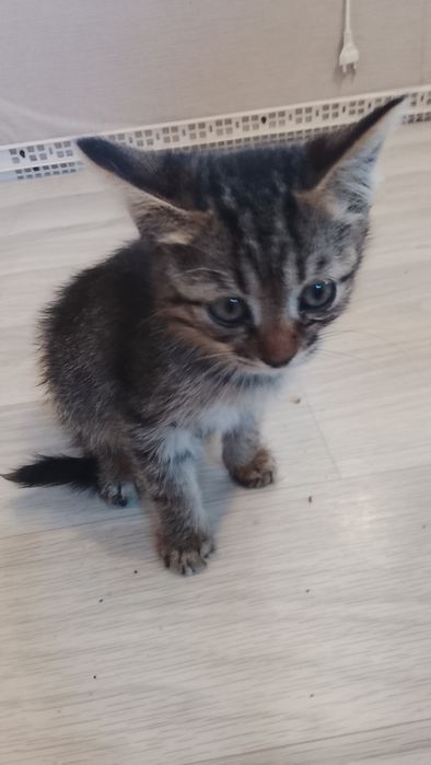 Отдам котят бесплатно