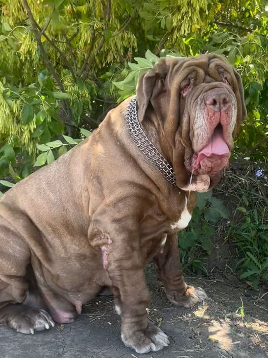 Мастино наполетано