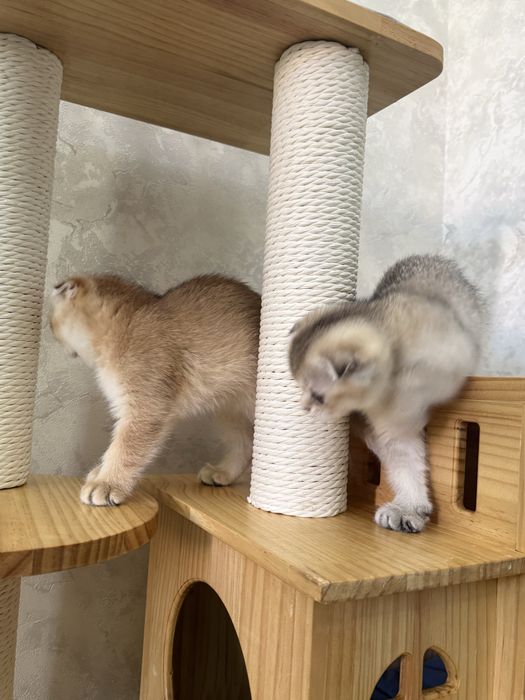 продаю котят 2 месяц