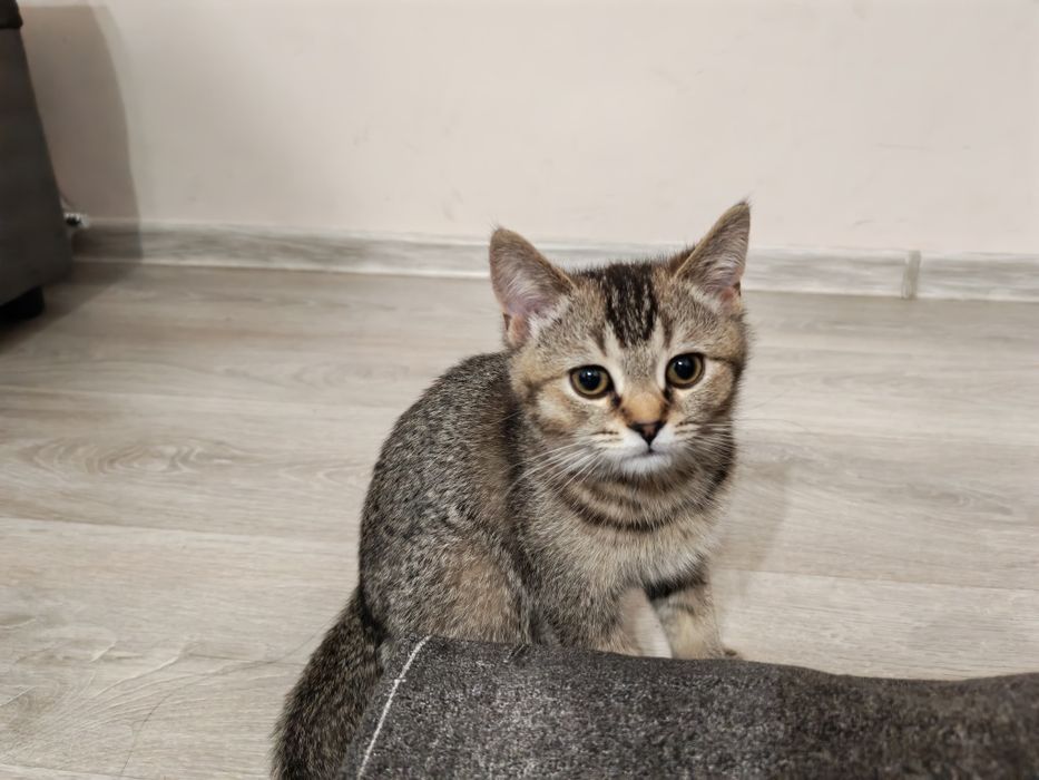 Продам котенка Алматы