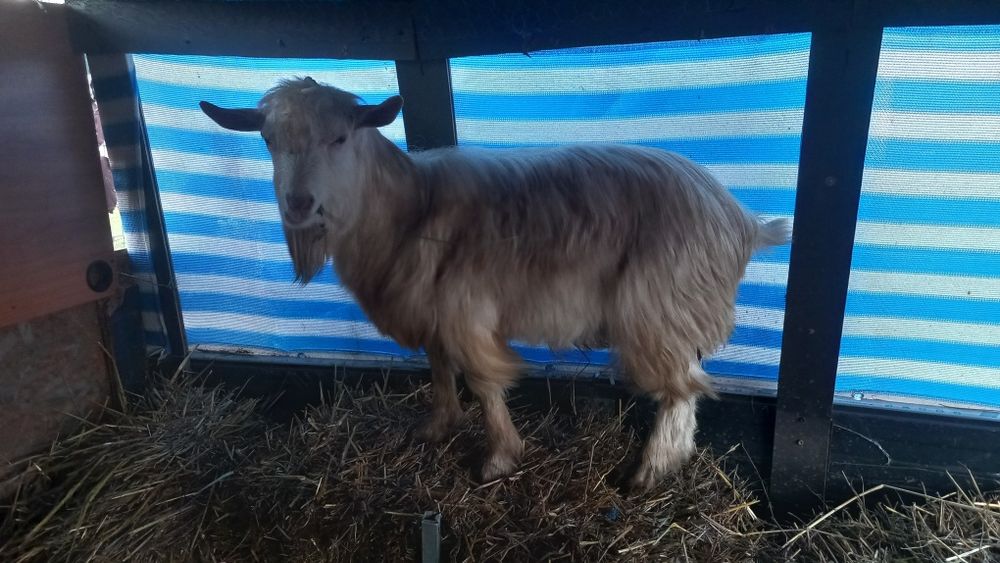 Tap de vanzare  10 luni