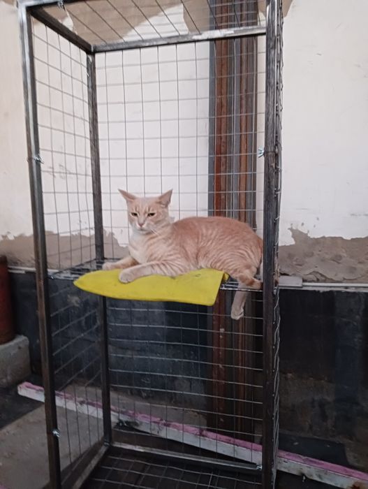 Кошка на окошке , кошачий балкончик