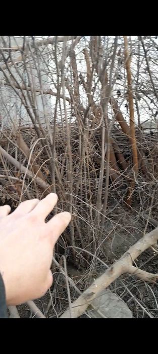 Mayda shox o‘tinlar sotiladi,  aralash qalin o‘tinlarxam bor