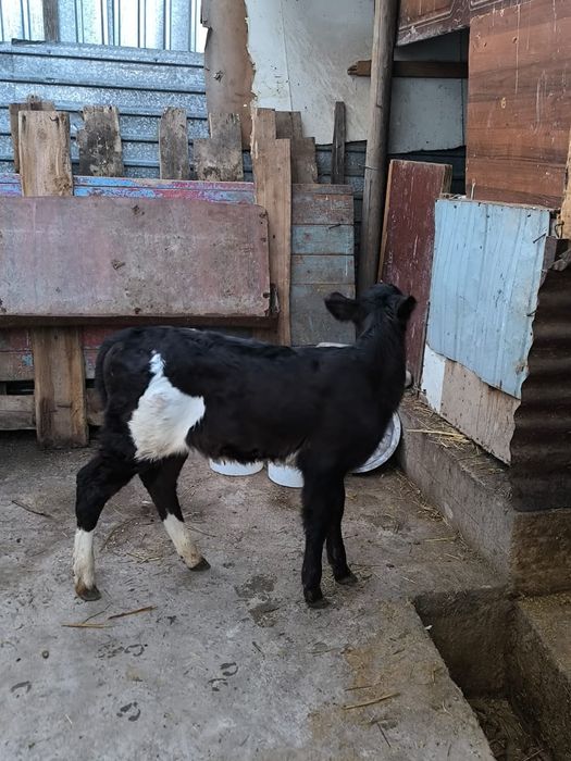 Продается теленок тёлочка