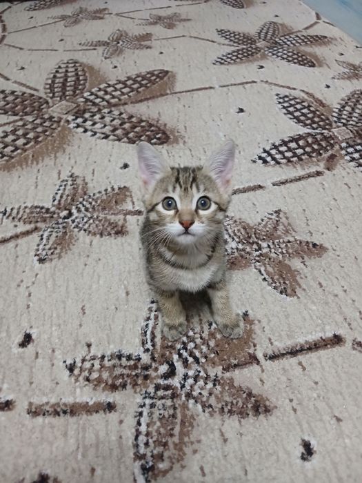 Котята бесплатно