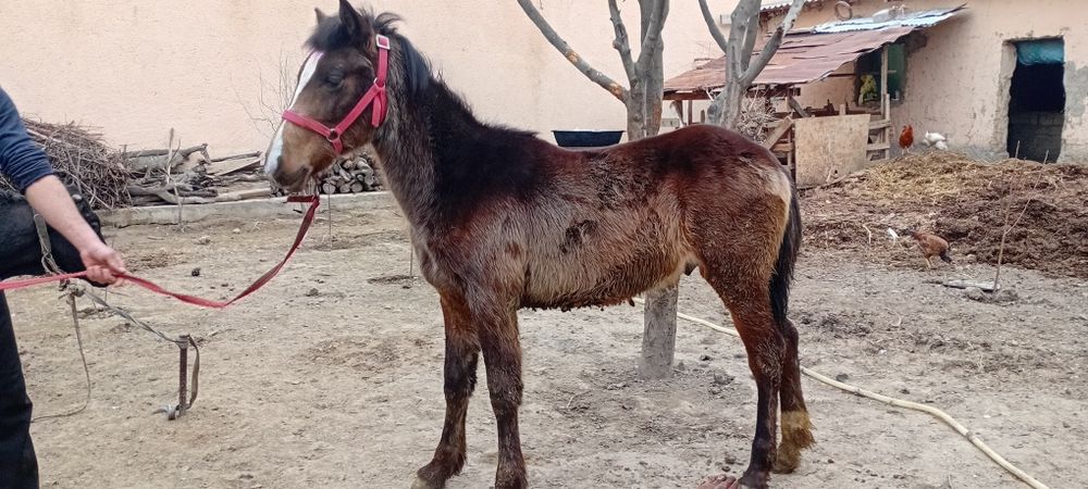 Ot toy qulun 7 oylik