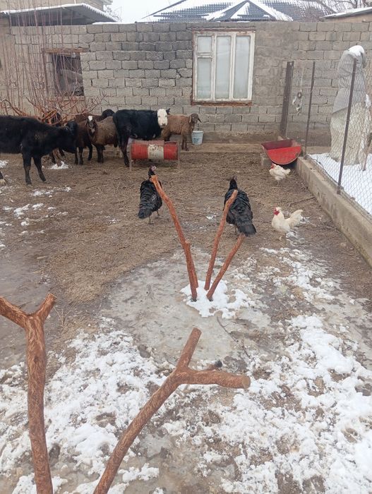 Птицы индюки жывотнын