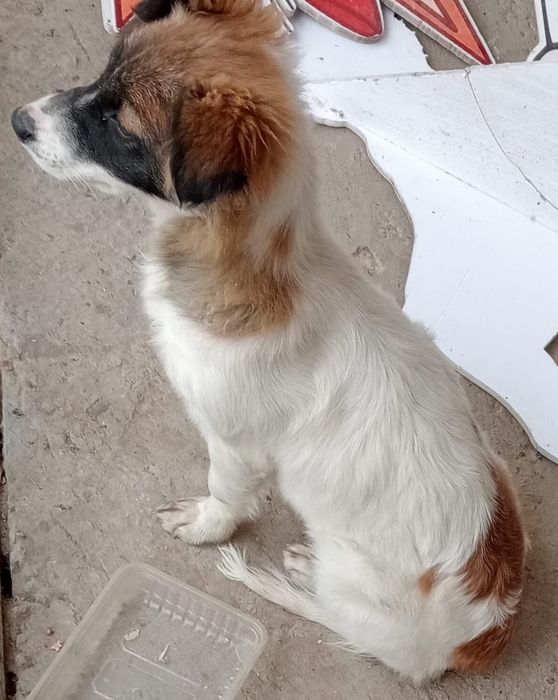 Малышка в добрые руки