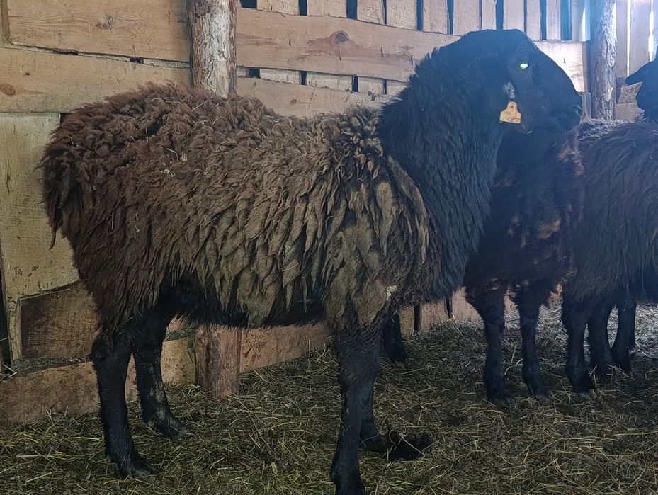 Продам кошкара баран