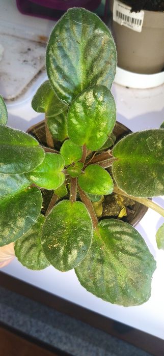 Комнатные цветы.