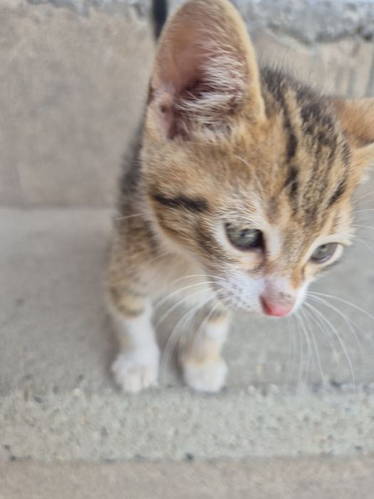 Подарявам малки котета