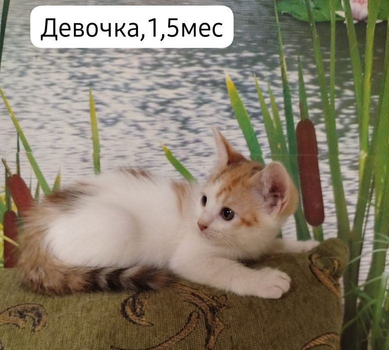 Котята бесплатно
