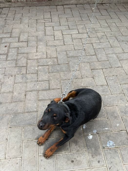 Собака порода ягтерьер