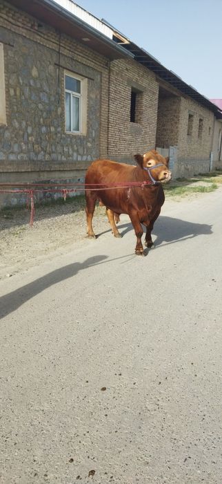 Сментал сотилади лимузин ха