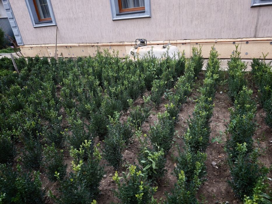 Продам Самшит местный