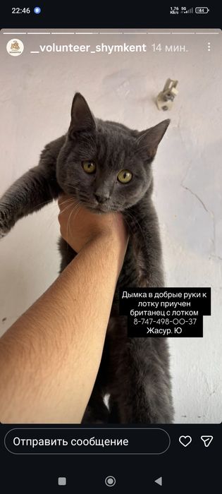 Кошки в Добрые Руки !!!