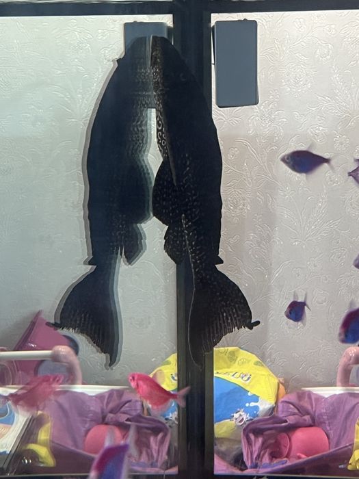 Аквариумный сомик