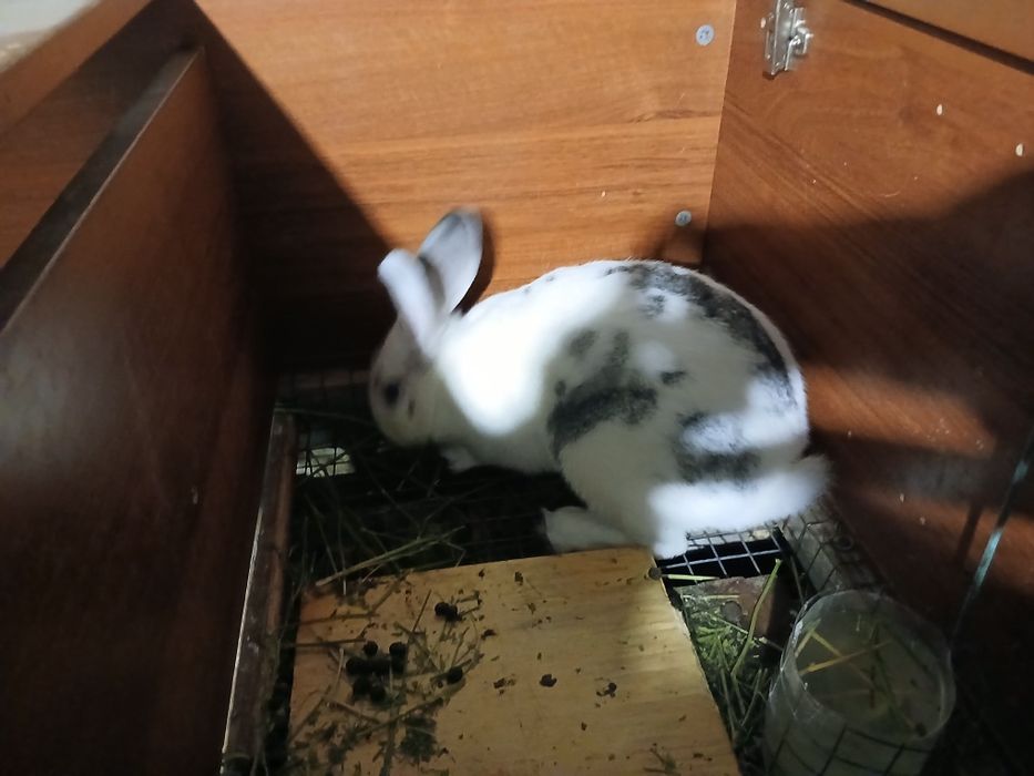 Продаются кролики с