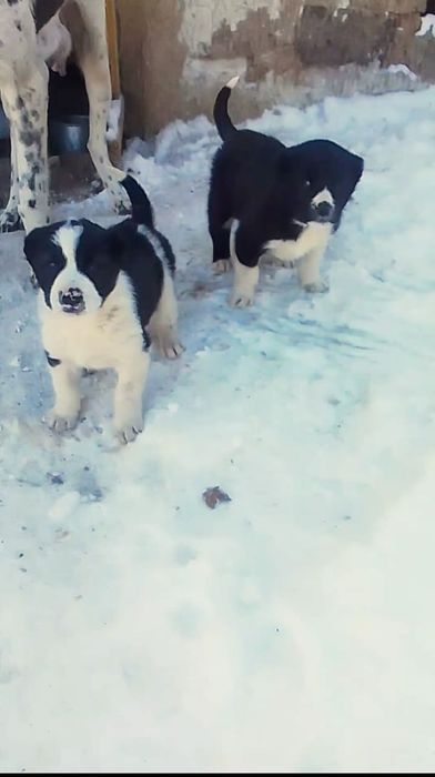 Алабай күшік 2 айлық  жақсы қан